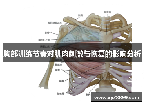 胸部训练节奏对肌肉刺激与恢复的影响分析